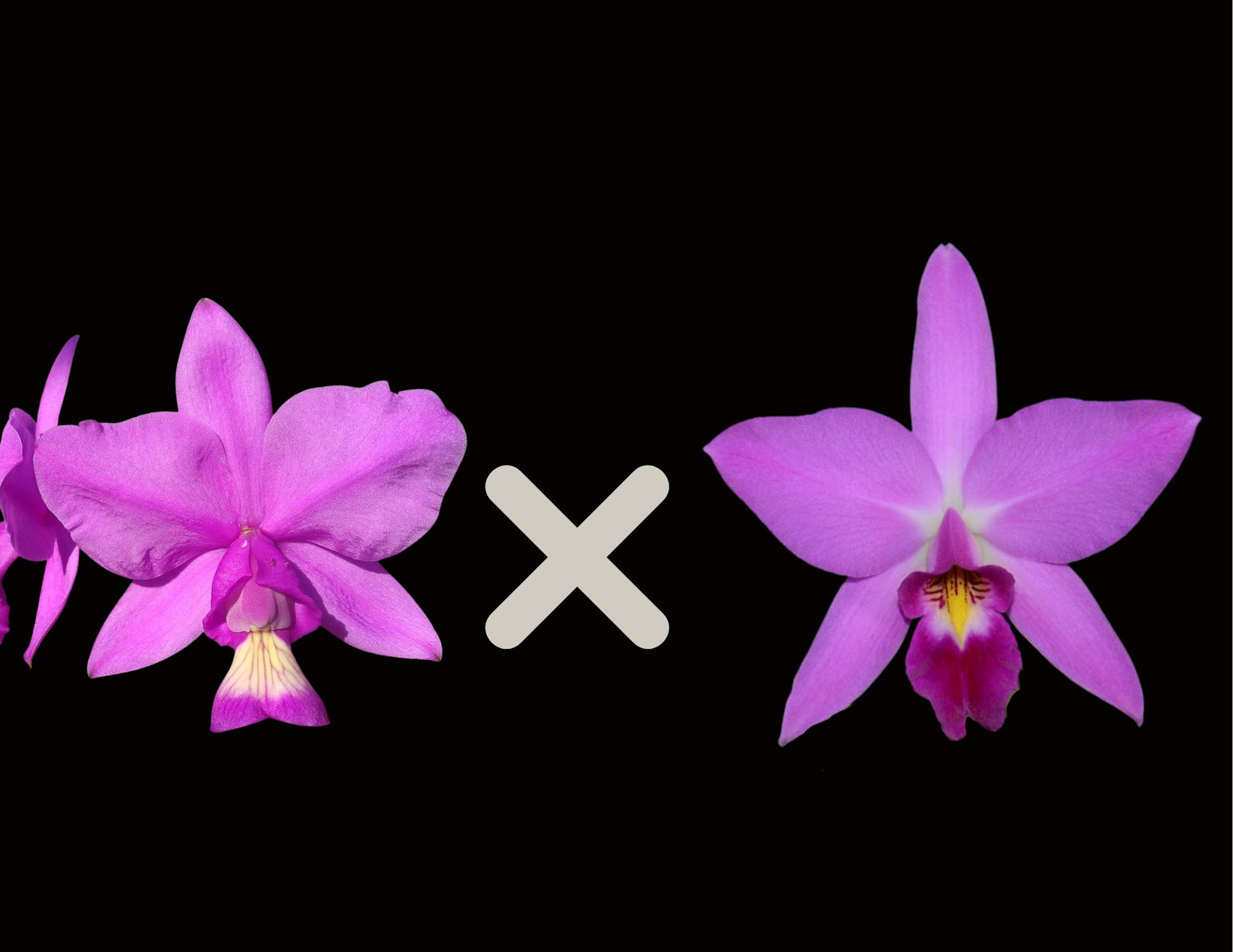 Lc. Vigour Nobiceps (C. nobilior x L. anceps) | BS not in bloom