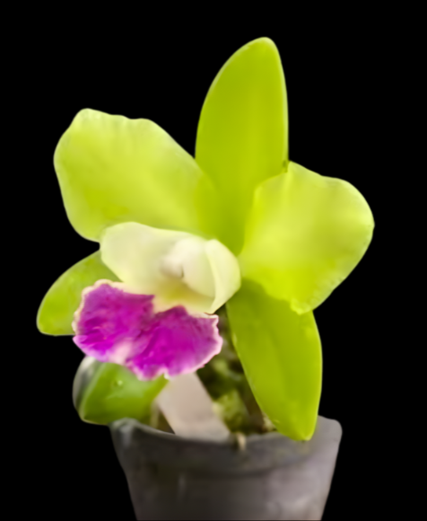 Prosrhyncholeya Chief Green Sky 'Peanut' | BS not in bloom