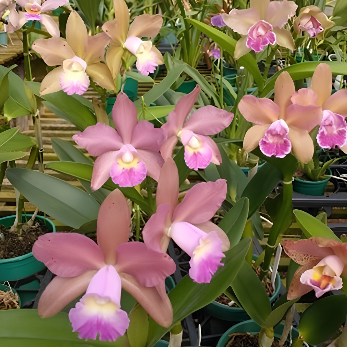 C. tigrina var. trilabelo x Blc Waikiki Gold 'Lea' | Bareroot New Import