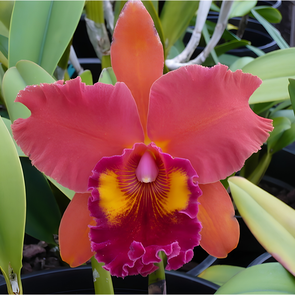 Rlc. Hannah June 'Volcano Queen' | 3" Pot | NBS