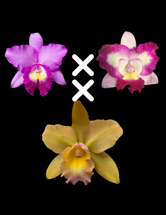 Pot. River and Piper 'Sweetheart' x Blc. Waikiki Gold 'Lea' | 5" pot