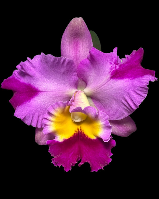 Pot. River and Piper 'Sweetheart' x Blc. Waikiki Gold 'Lea'