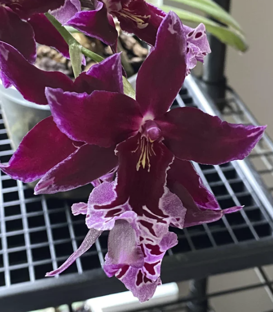 Vuyl. Melissa Brianne 'Dark' / Live Orchid / In-spike
