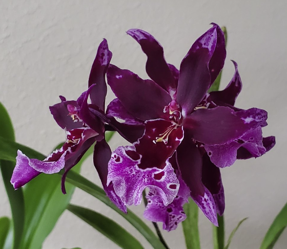 Vuyl. Melissa Brianne 'Dark' / Live Orchid / In-spike