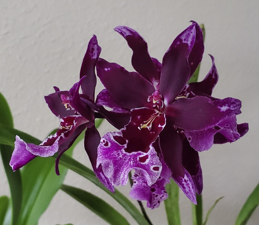 Vuyl. Melissa Brianne 'Dark' / Live Orchid / In-spike