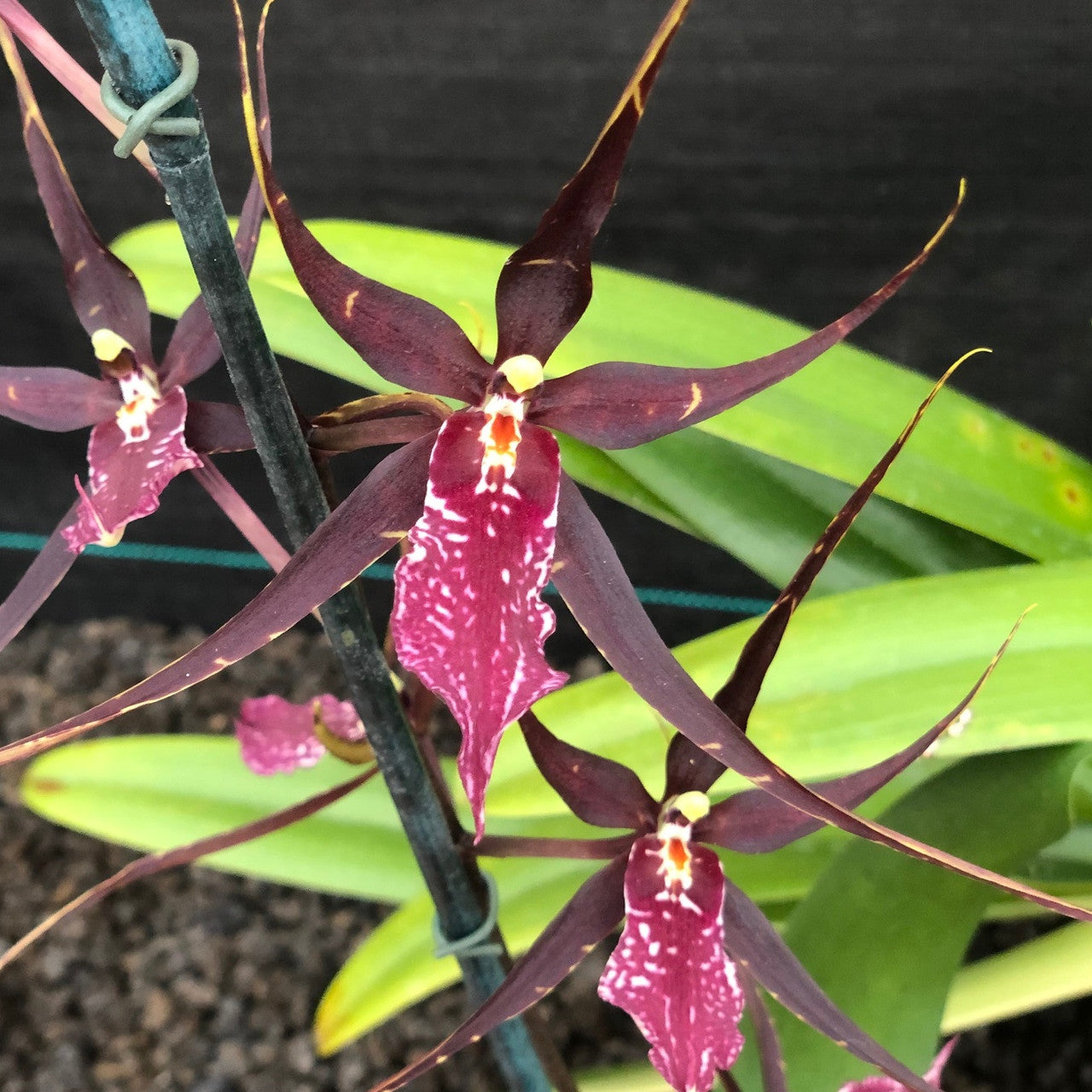 Whm. Pinot Princess 'Scary' | In Spike/flower