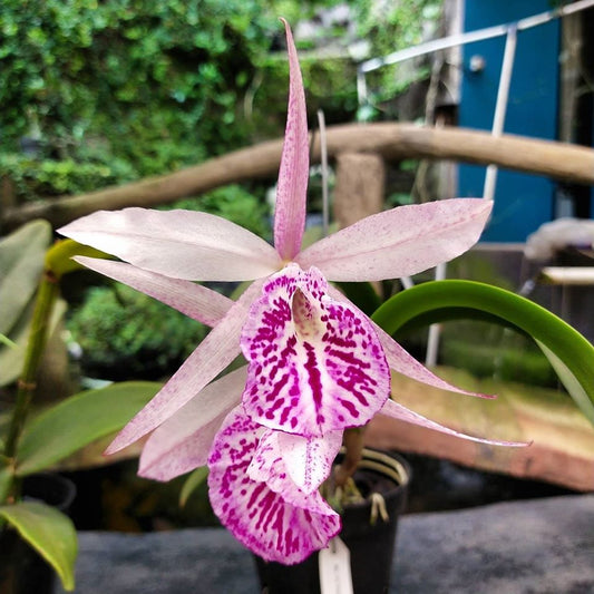 Bc. Yu Toung Star 'No. 1' | Live orchid | Blooming size not in bloom