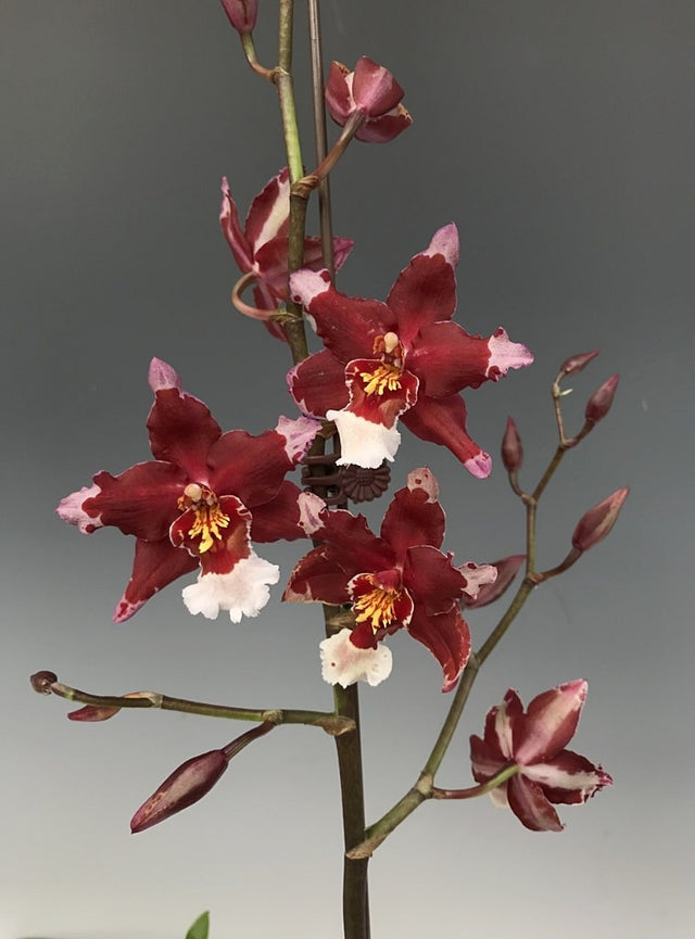 Oncidopsis Martian Leather 'Berrylicious' | In Flower