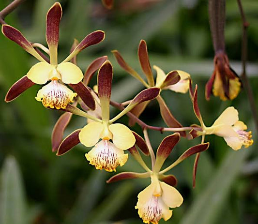 Encyclia alata | BS not in bloom