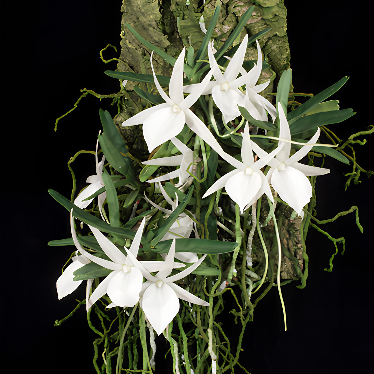 Angraecum didieri | BS not in bloom | Miniature