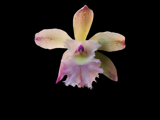 Rlc. Thestis | BS not bloom