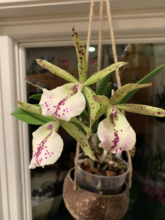 Bc. Hippodamia | Fragrant | Blooming size not in bloom