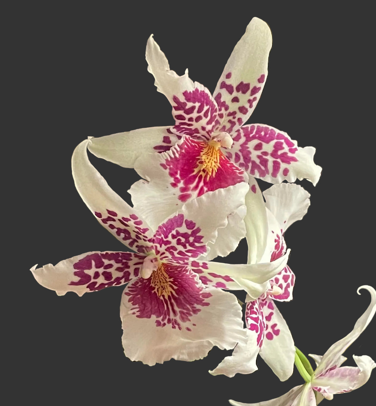 A potted orchid with white petals and magenta-purple speckled centers, placed in a terracotta-colored pot on a wooden table with other household items in the background.