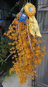 Dendrobium Sheng Yi Bumblebee (unicum x Stardust)