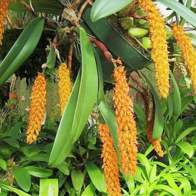 Bulbophyllum careyanum | Blooming size not in bloom