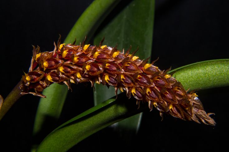 Bulbophyllum careyanum | Blooming size not in bloom