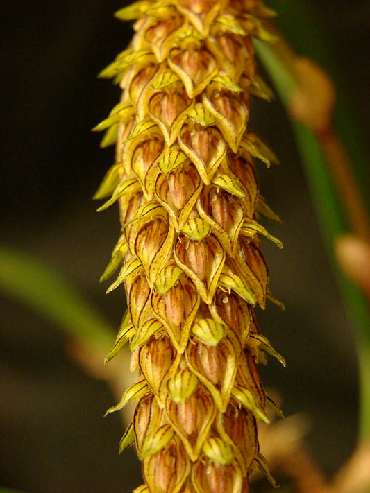 Bulbophyllum careyanum | Blooming size not in bloom