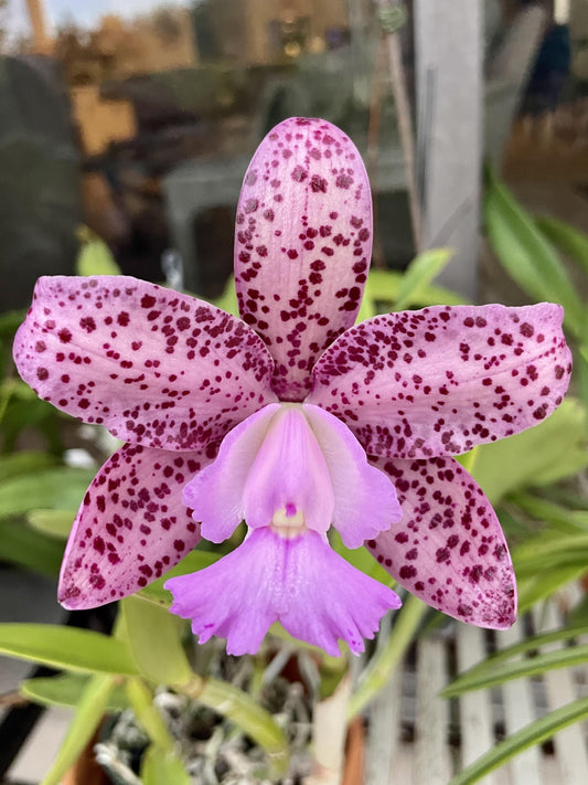 C. Benin | Blooming size not in bloom