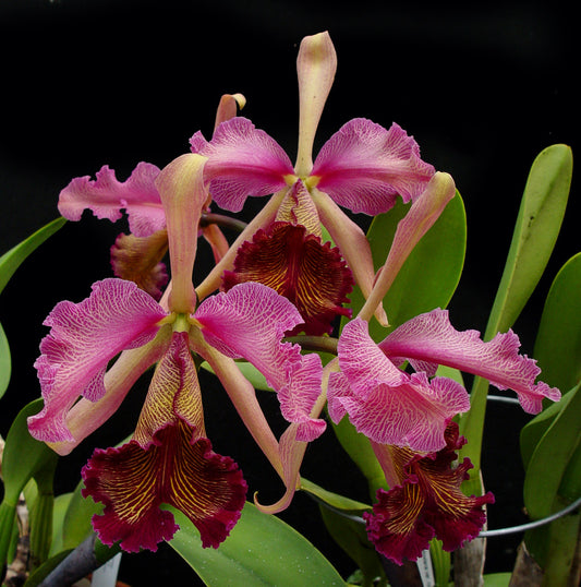 Cattleya dowiana var rosita | NBS | 3" pot