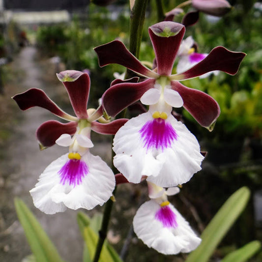 Encyclia cordigera | BS | 3.5" pots