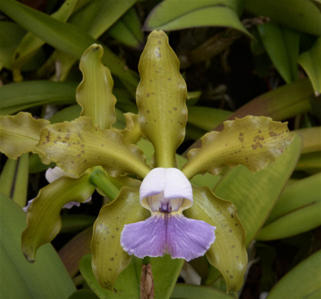 Cattleya Mareeba Tiger f. coerulea (tigrina coerulea x schilleriana coerulea) | BS 4" pot not in bloom