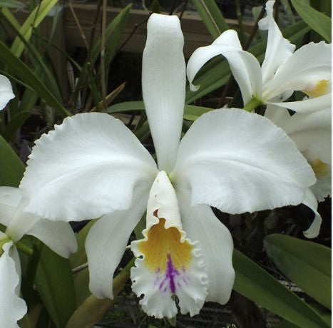 Cattleya mossiae semi-alba x sib | Blooming size not in bloom | 5" Pot