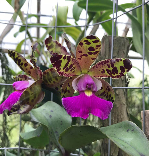 Cattleya Peckaviensis | Fragrant | Live orchid plant – Barefoot Orchids