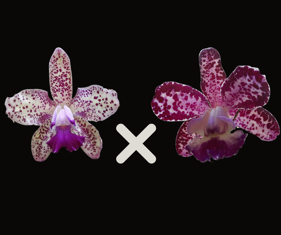 C. Caudebec 'M.O.' x C. Motte Spot 'Ruden' | BS | 5"pot