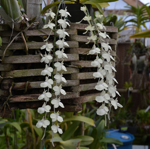 Aerangis citrata | Live Blooming size orchid | In Spike