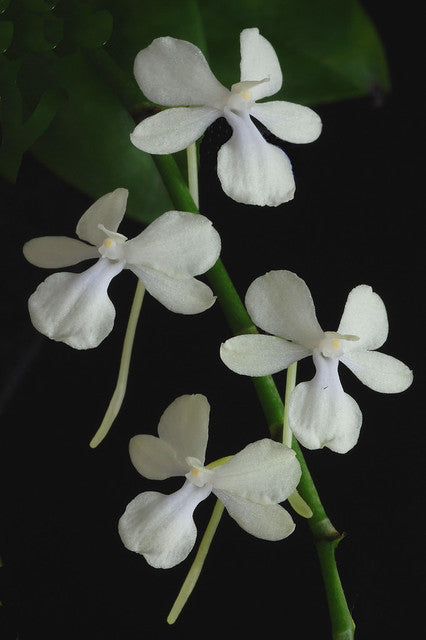 Aerangis citrata | Live Blooming size orchid | In Spike