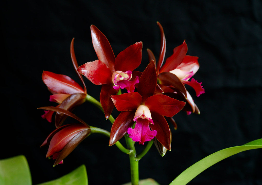 Ctt. Sagarik Wax 'African Beauty' | Live orchid plant | NBS