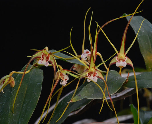 Dendrobium tetragonum | Species | Blooming size not in bloom