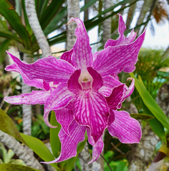 Dendrobium Sherry Abe | Live blooming size orchid