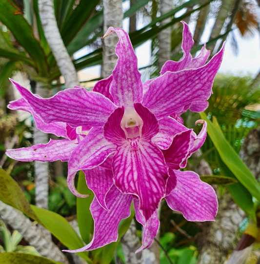 Dendrobium Sherry Abe | Live blooming size orchid