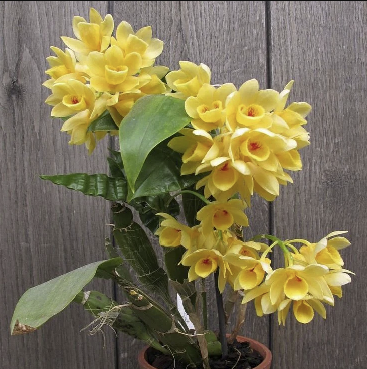 Den. sulcatum | NBS | 3.5" pot