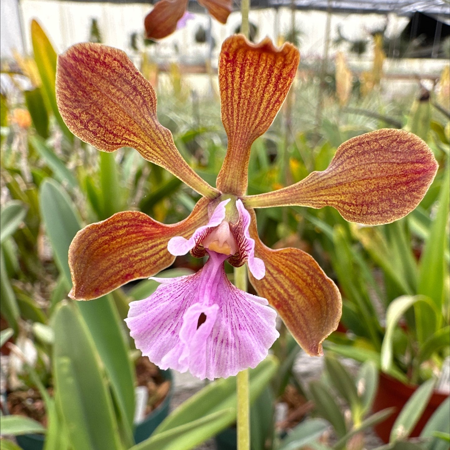 Encyclia hanburyi / Live bare-root orchid