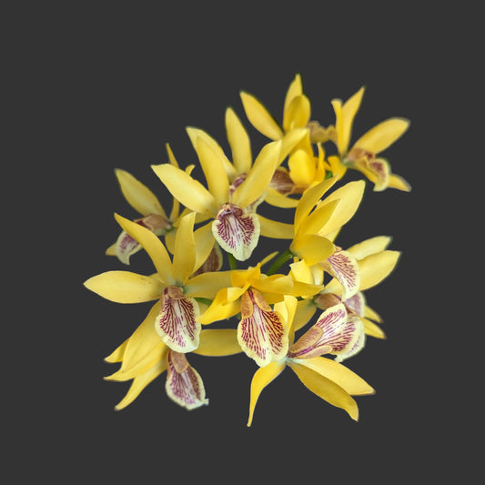 Epc. Kyoguchi 'Happy Field' x self | Blooming Size not in bloom | 4" pot Live Orchid