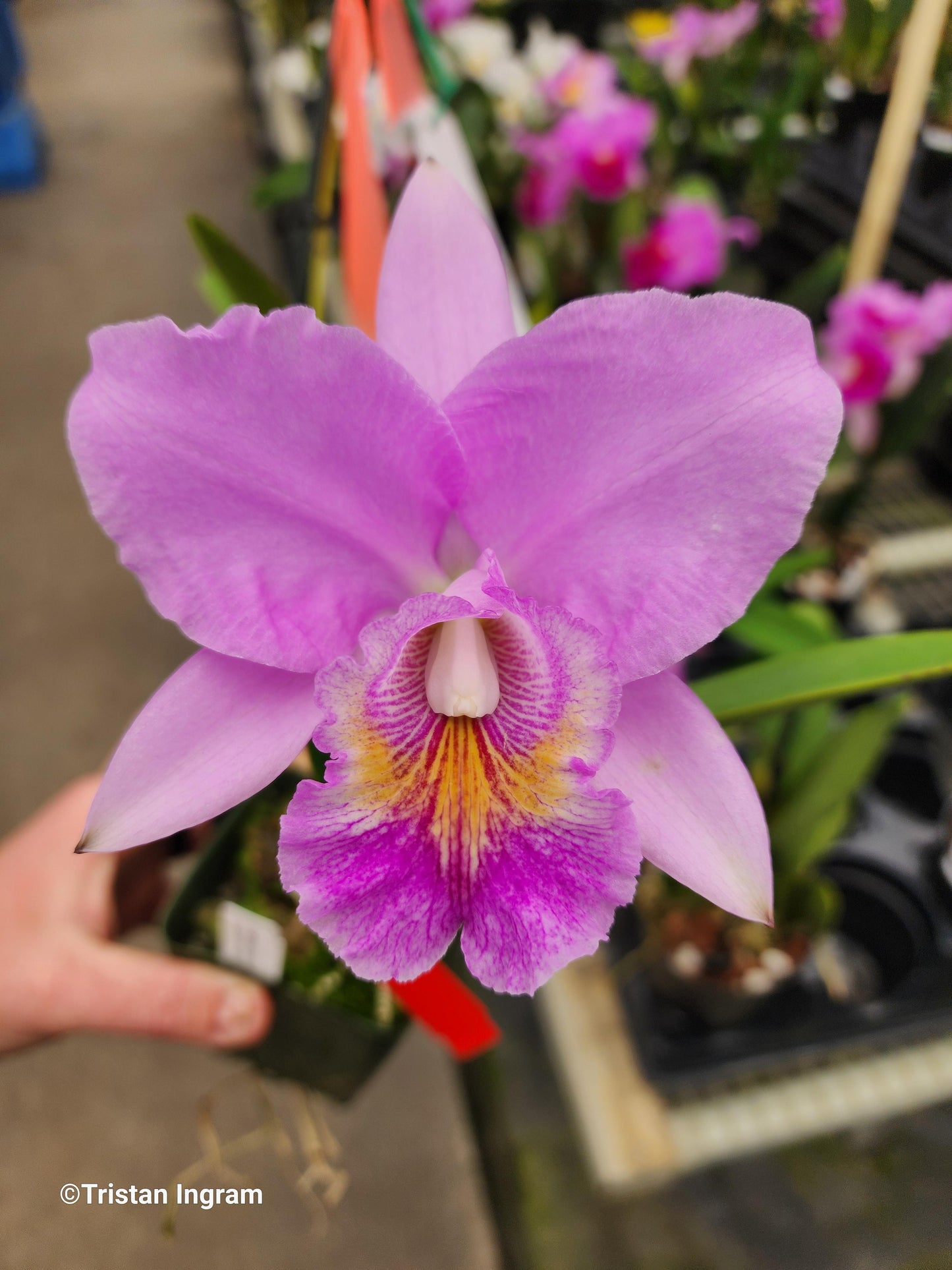 Cattleya Eponine | Blooming size not in bloom