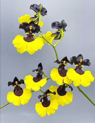 Gomesa Jiaho Queen 'Jia Ho' FCC/AOS. Blooming size miniature oncidium