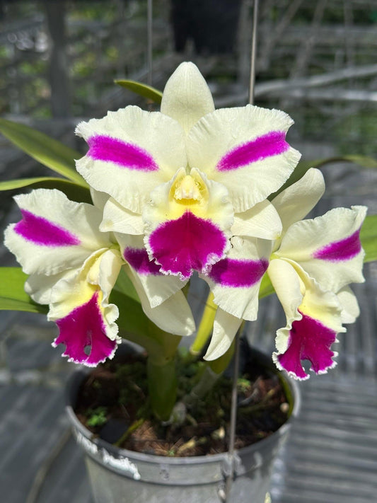 Rlc Fong Yuan Beauty | BS | 5"pot