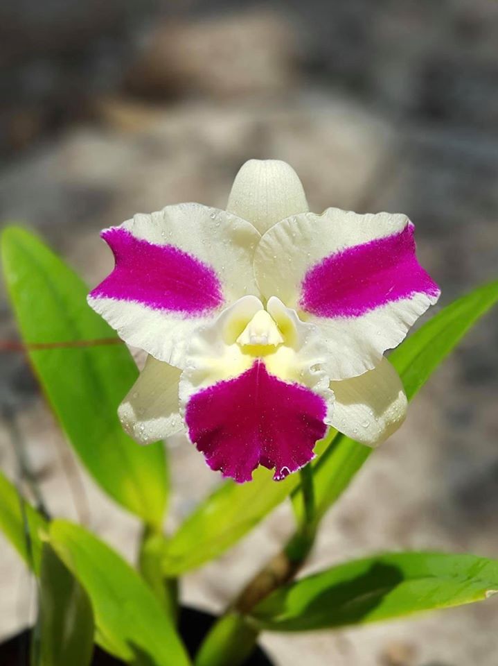 Rlc Fong Yuan Beauty | BS | 5"pot