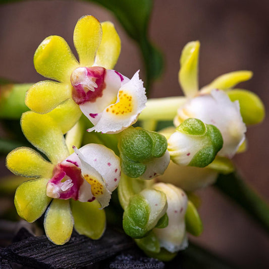 Gastrochilus japonicus | BS not in bloom miniature