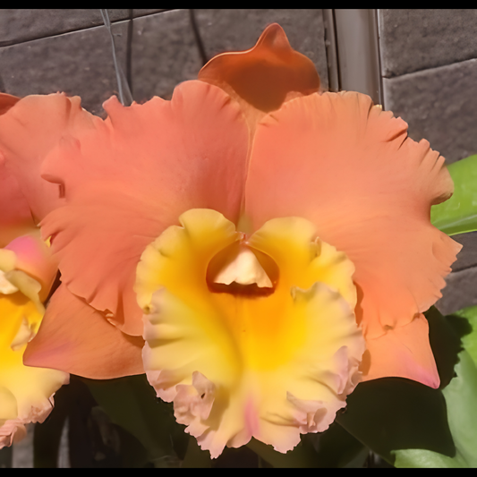 Rlc. Pegasus Fantasy 'Golden Peach' | 4" Pot | BS not in bloom