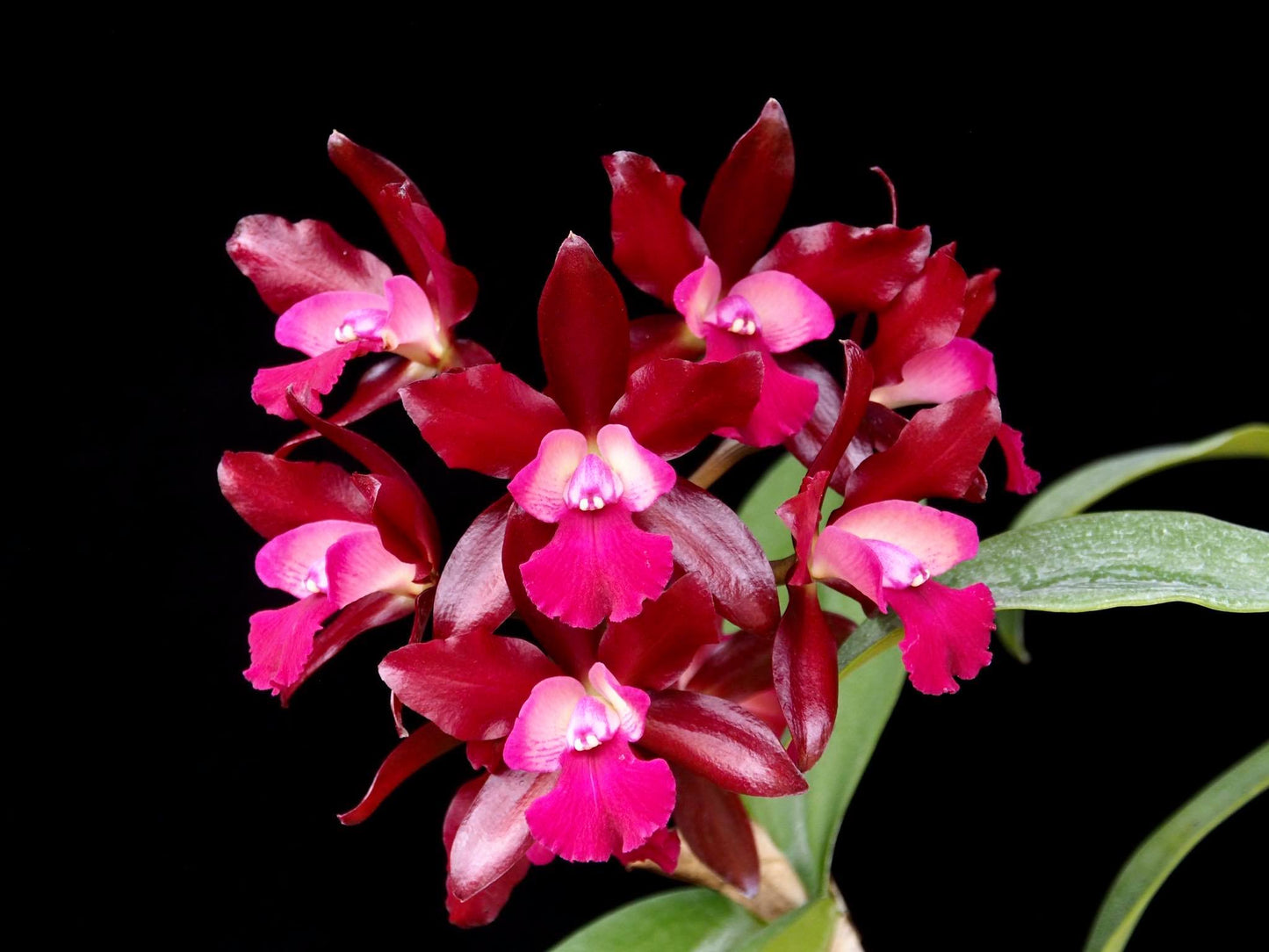 Cattlianthe Fireball Fame 'Jairak Waxy' | BS not in bloom | Fresh Imports