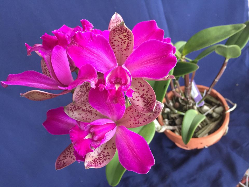 C. Pedra da Gavea | Bareroot new import