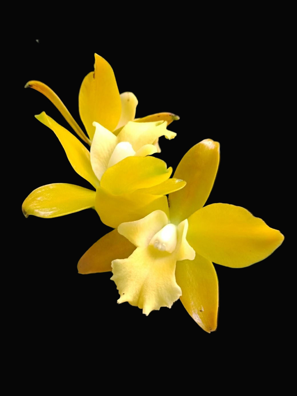 Ctt. Chocolate Drop 'Yellow Chiffon' | BS not in bloom