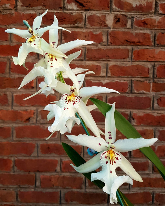 Alcra. Winter Wonderland 'White Fairy' | 4" pot | BS not in bloom