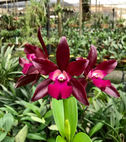 Cattlianthe Netrasiri Waxy | BS not in bloom