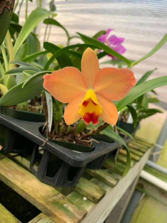 Cattleya Bella del Caribe | BS 3.5" pot not in bloom