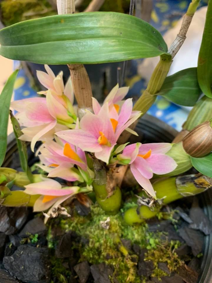 Dendrobium Sakurako | Mature previously bloomed not in bloom